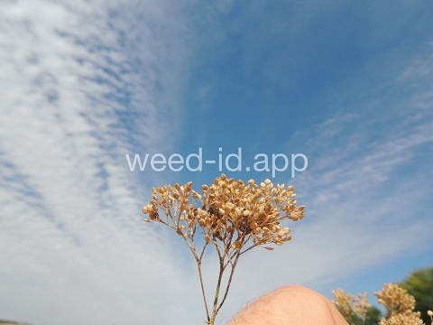 pepperweed, perennial